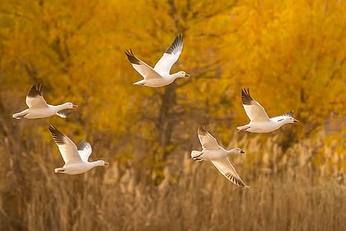 USA- New Mexico- Bosque Del Apache National Wildlife Refuge. Snow geese flying. Art Print